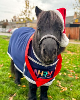 We're not the only ones that are excited for this year's Presents Galore 🎁 The National Horse Racing Museum's Minis Kizzy and Harry are too! Joining us on Saturday 29th November, be sure to come along and say hello
Opening times:
Friday 28th November 4pm - 8pm
Saturday 29th November 10am - 5pm
Sunday 30th November 10am - 4pm
Find us (and 120+ stalls!) at the Rowley Mile Racecourse. Tickets are £8 in advance, with 100% going to Cambridge Children's Hospital , National Horse Racing Museum and Newmarket Charitable Foundation
Purchases yours at www.presentsgalore.org
Thank you to our headline sponsor Streets Accountants 🤍