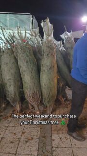 The perfect weekend to purchase your Christmas tree with @plumbsdairy 🎄🎄